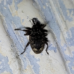 Conotrachelus posticatus