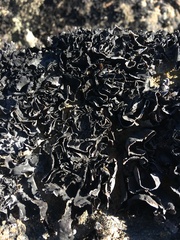Umbilicaria