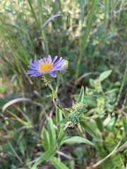 Eurybia spectabilis