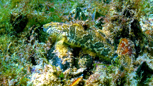 Marmergrondel (Proterorhinus marmoratus) — Gobiidae