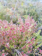 Erica ericoides