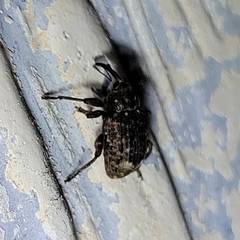 Conotrachelus posticatus