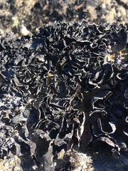 Umbilicaria