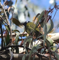 Nesoptilotis leucotis