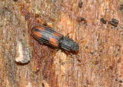 Bitoma crenata