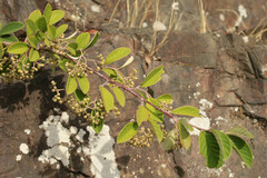 Cotoneaster coriaceus