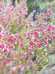 Erica ericoides
