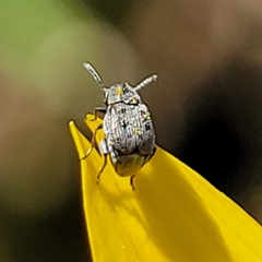 Bruchinae