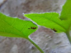 Drosophilidae