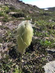 Pulsatilla occidentalis