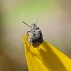 Bruchinae