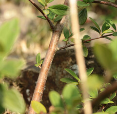 Cotoneaster coriaceus