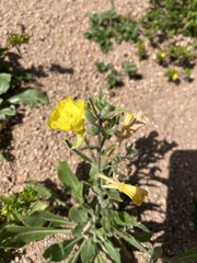 Oenothera villosa