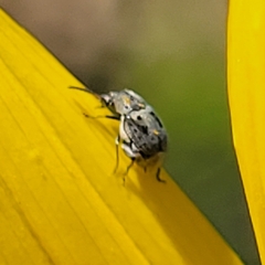 Bruchinae