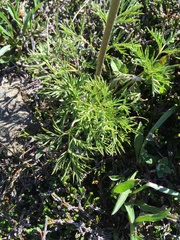 Pulsatilla occidentalis