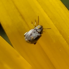 Bruchinae