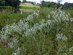 Eupatorium