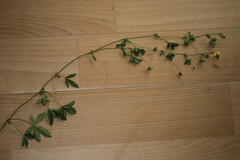 Potentilla × suberecta