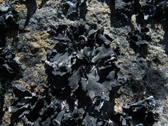 Umbilicaria