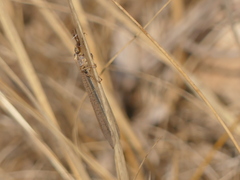 Macronemurus