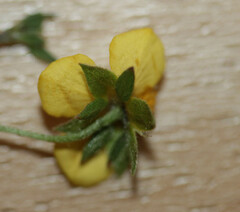 Potentilla × suberecta