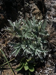 Phacelia sericea