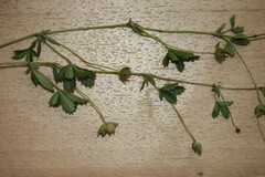 Potentilla × suberecta