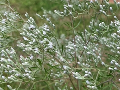 Eupatorium