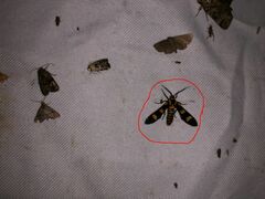 Phoenicoprocta hampsonii