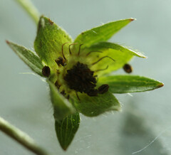 Potentilla × suberecta