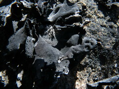 Umbilicaria