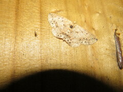 Cyclophora