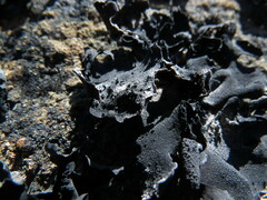 Umbilicaria