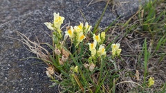 Linaria vulgaris