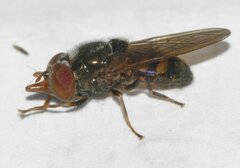 Rhingia nasica