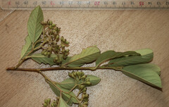 Cotoneaster coriaceus