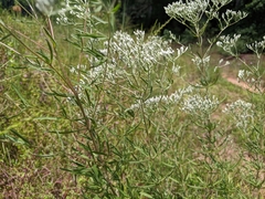 Eupatorium