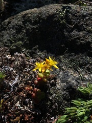 Sedum divergens