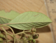 Cotoneaster coriaceus