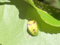 Prolimacodes badia