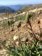 Phleum alpinum