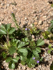 Verbena bracteata