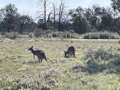 Macropus