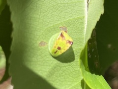 Prolimacodes badia