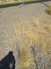 Thinopyrum obtusiflorum