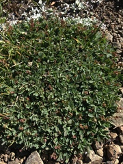 Sibbaldia procumbens
