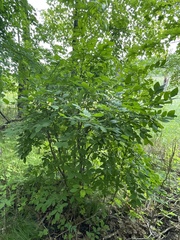 Dirca palustris