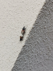 Oxycarenus lavaterae