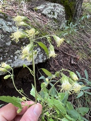 Brickellia grandiflora
