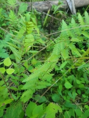 Dryopteris cristata